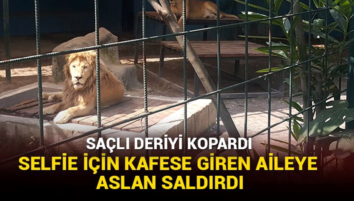 Selfie çekmek için kafese giren aileye aslan saldırdı Selfie çekmek için kafese giren aileye aslan saldırdı