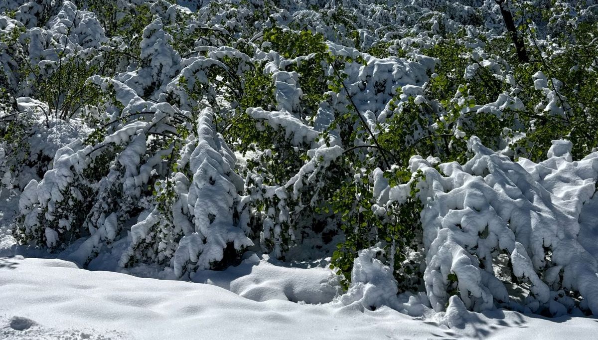 Kar ve soğuk fındığı vurdu:&nbsp;Fındık fiyatları artacak mı?