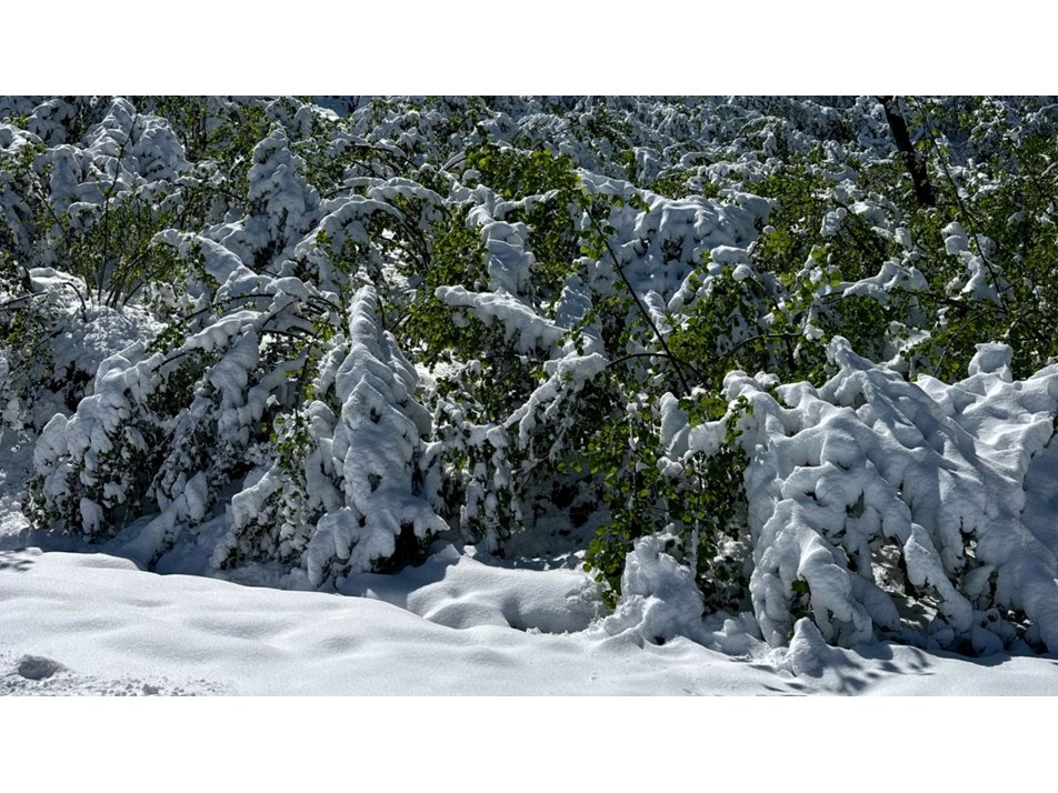 Kar ve soğuk fındığı vurdu: Fındık fiyatları artacak mı?