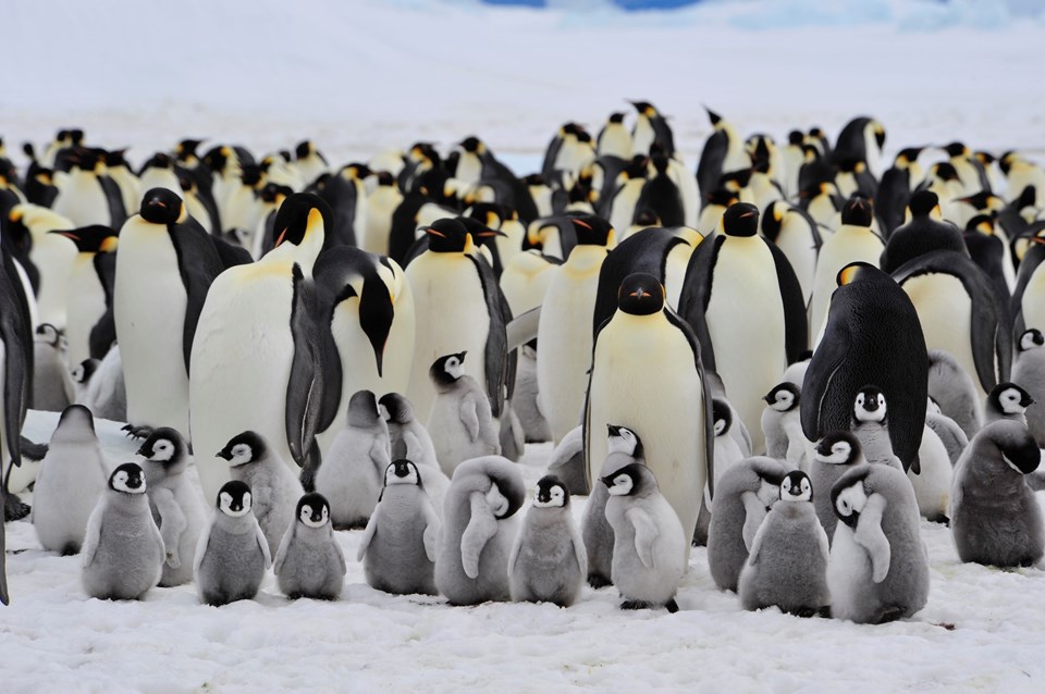 Endişe veren araştırma: İmparator penguenleri yok olma tehlikesiyle karşı karşıya - 1
