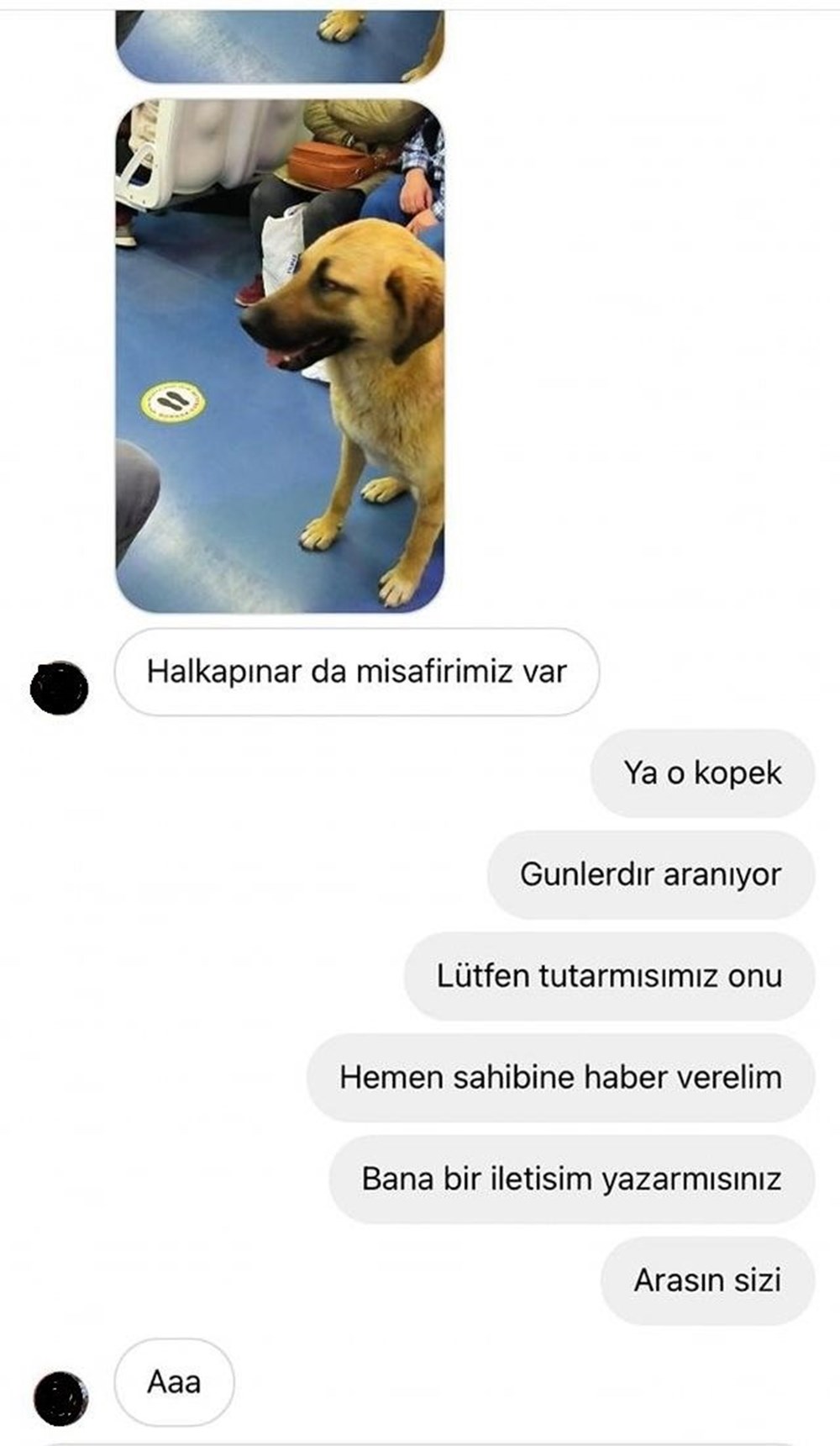 İzmir’i toplu ulaşımla gezen köpek Sam bulundu - 9