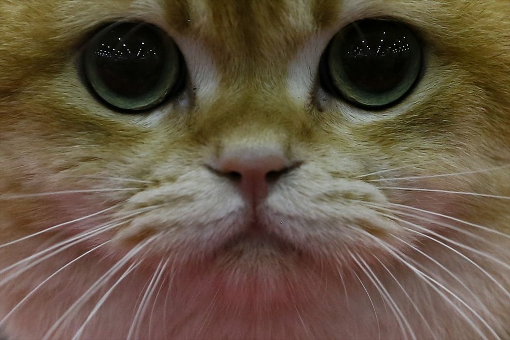 Kedi fuarından renkli fotoğraflar (Catsburg) Magazin Haberleri NTV