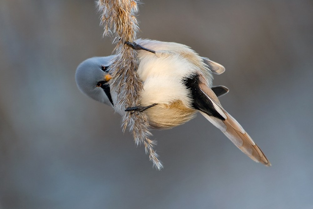 Смешные птицы. Забавные птички. Птицы шутят. Смешные птицы. Воробей прикол.
