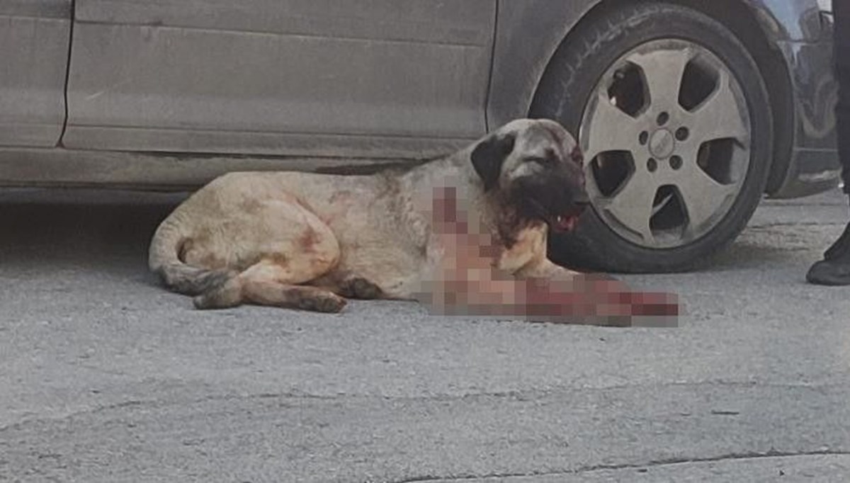 Trabzon'da silahla köpeği yaralayan kişi yakalandı