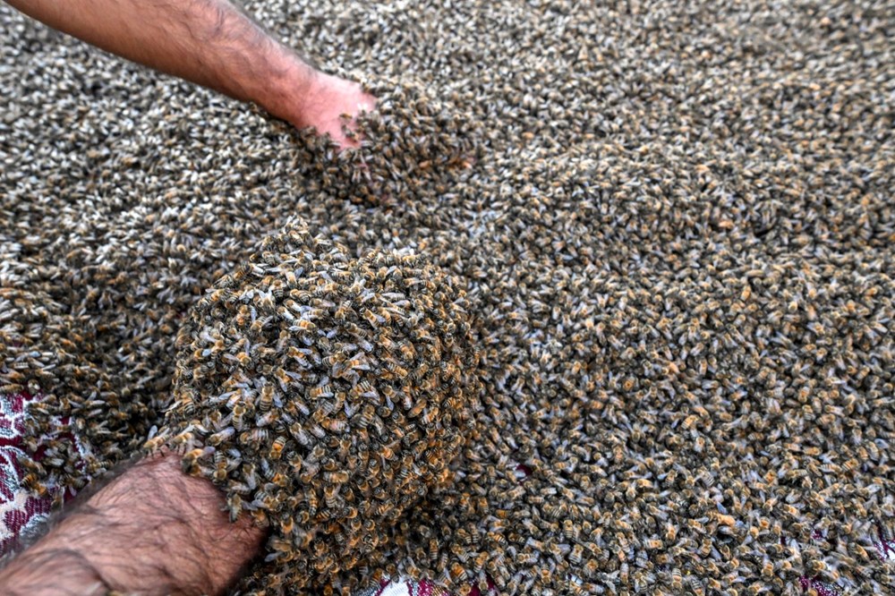 "Arı Adam"ın Guinness Rekorlar Kitabı hayaline ramak kaldı - 22