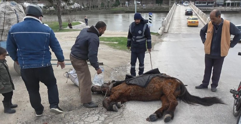 Edirne'de tepki çeken görüntü: Aşırı yükten yere yığılan ata göz göre göre işkence - 10