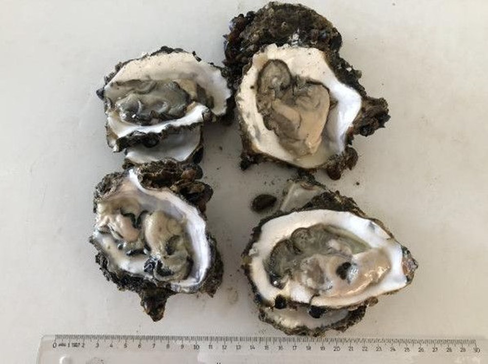 Karadeniz'de 'Pasifik istiridyesi' istilası - 5