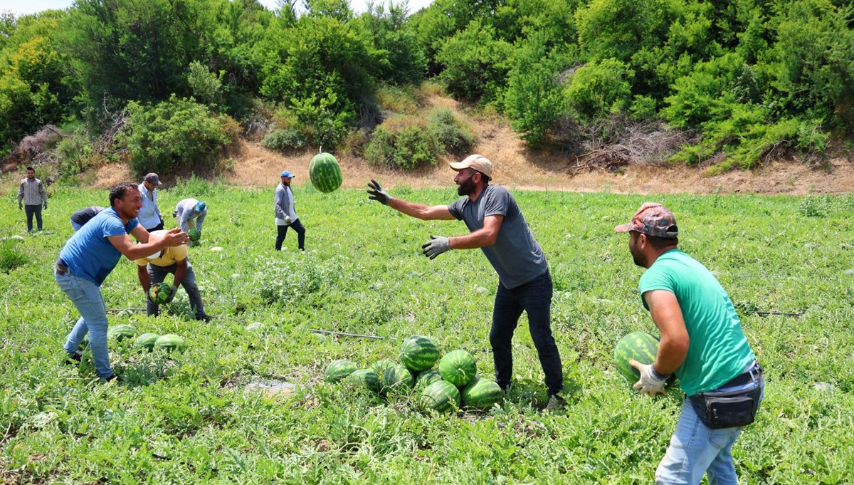 Adana'da hasat başladı: Kilogramı 20-24 lira