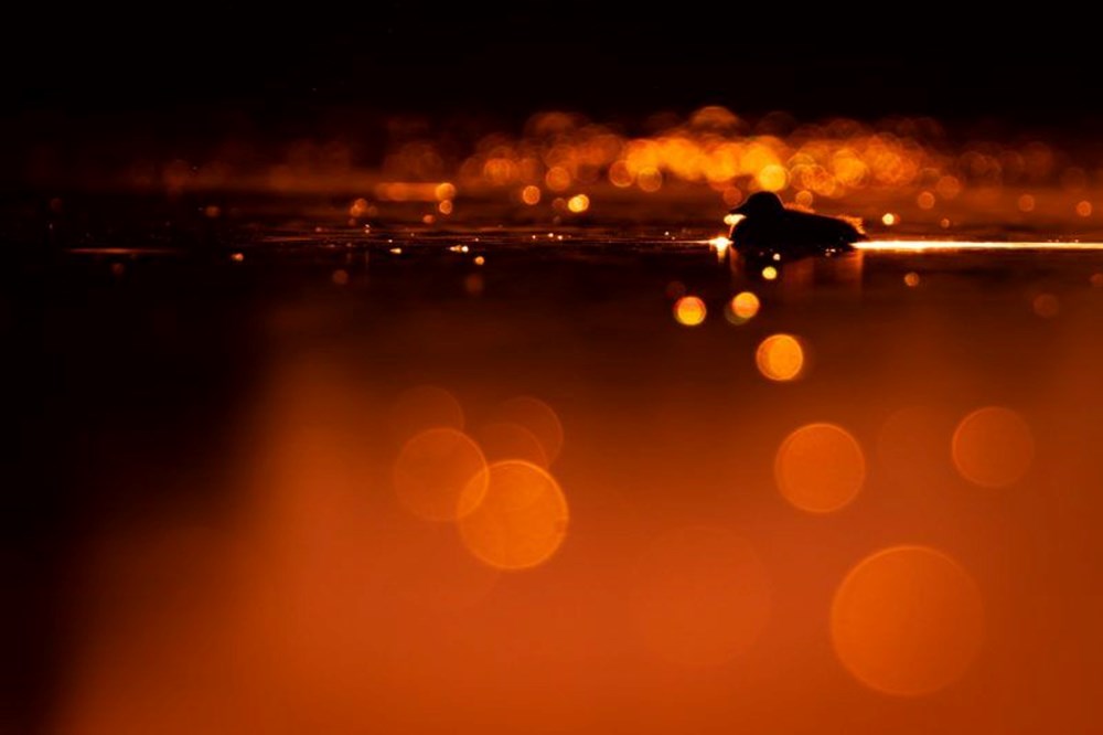 2022'nin en iyi doğa fotoğrafları seçildi - 16