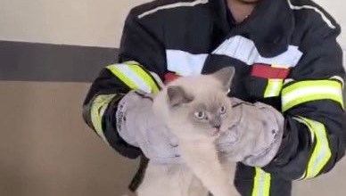 Araç motoruna sıkışan kedi kurtarıldı