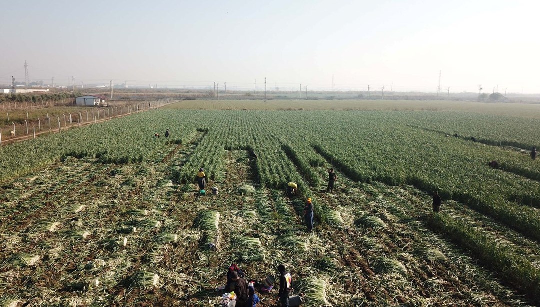 İzmir'deki tarımı kuraklık vurdu: Kışlık sebze üretimi düştü
