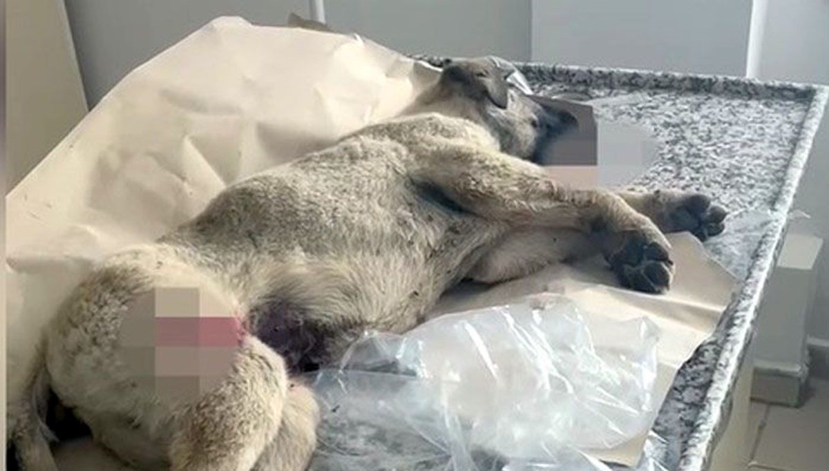 Trafik polislerinin yolda yaralı bulduğu köpek, tedaviye alındı Trafik polislerinin yolda yaralı bulduğu köpek, tedaviye alındı