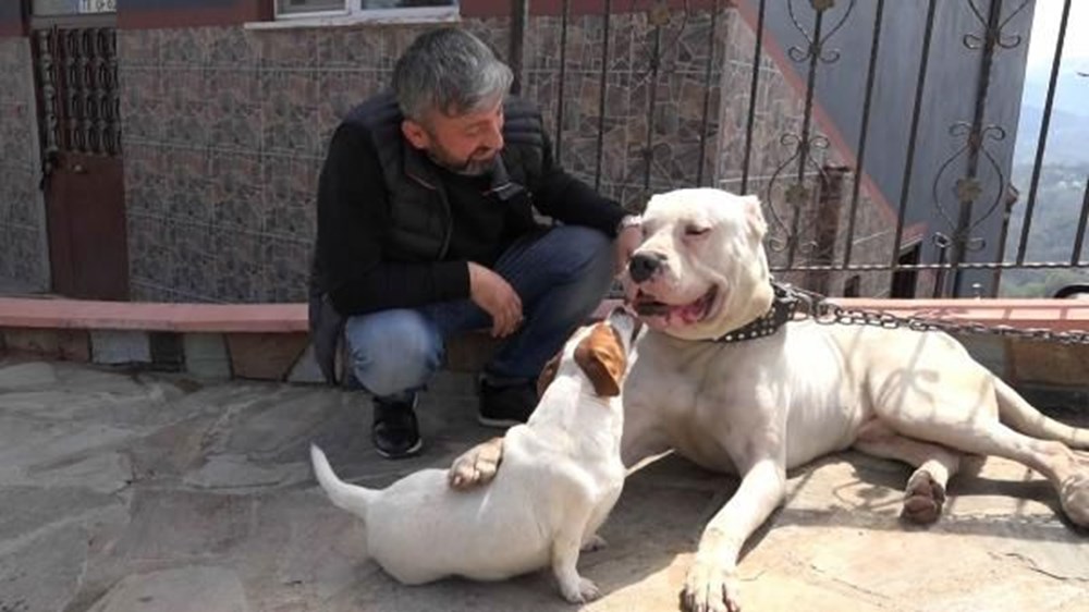 Dogo Argentino ırkı köpeklerine yargı kararıyla kavuştu NTV