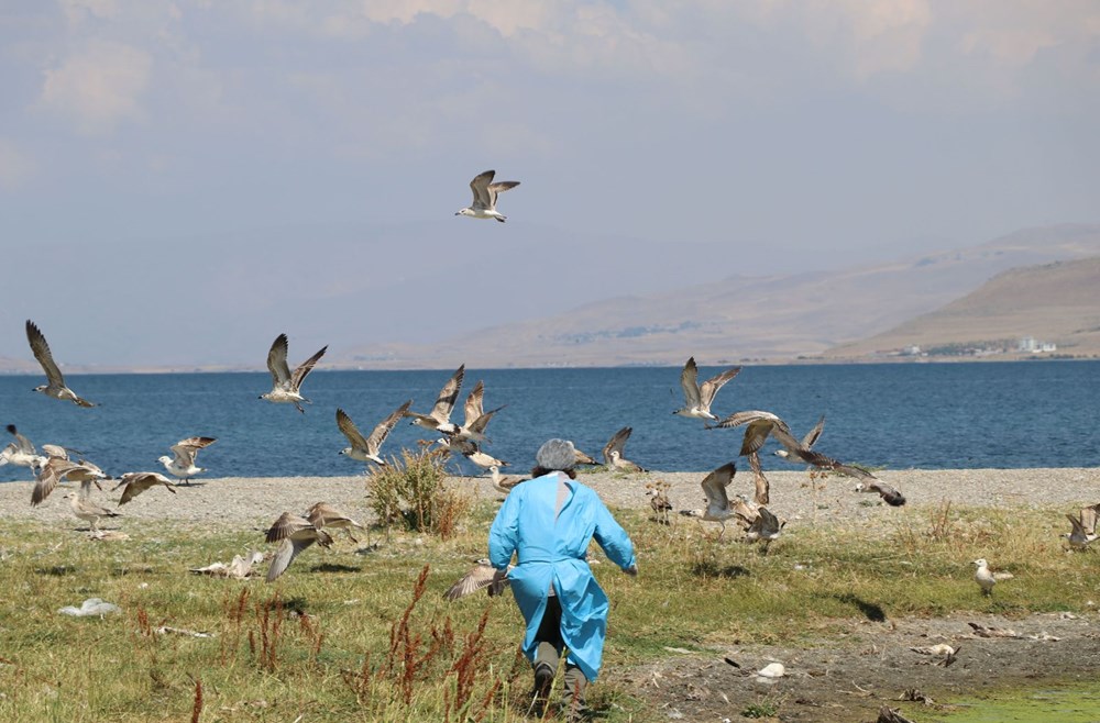 Van'da martı ölümlerinin nedeni belli oldu: Açlık ve stres - 8