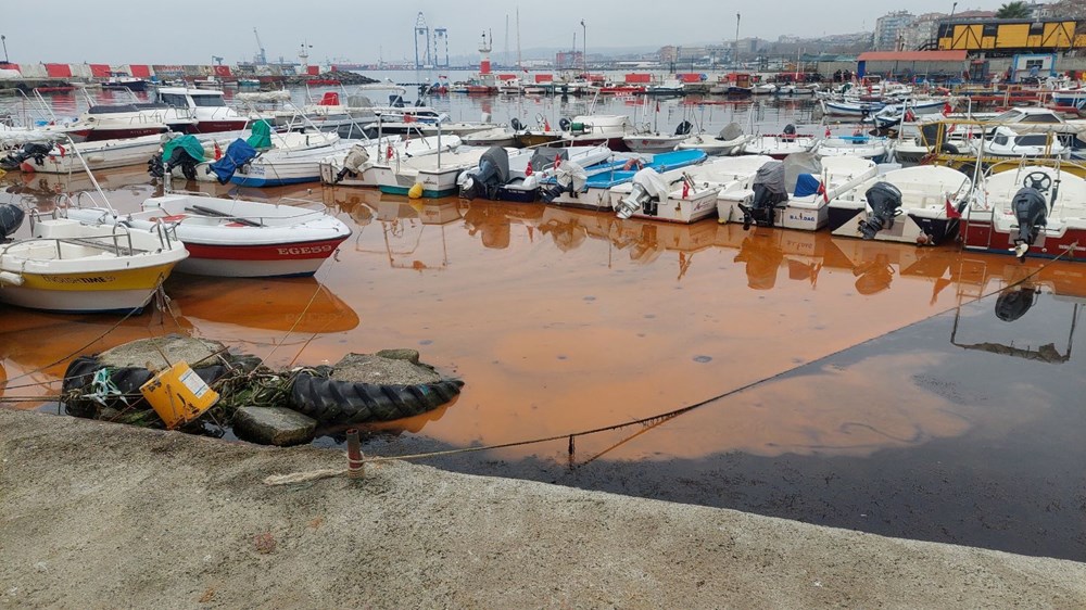 Marmara'da korkutan görüntüler: Rengi değişiyor, denizanası istilası yayılıyor - 5