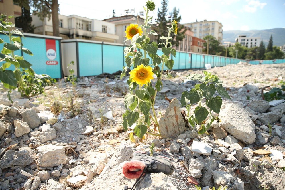 Depremin merkez üssünde molozların arasında ürünler filizlenmeye başladı - 1