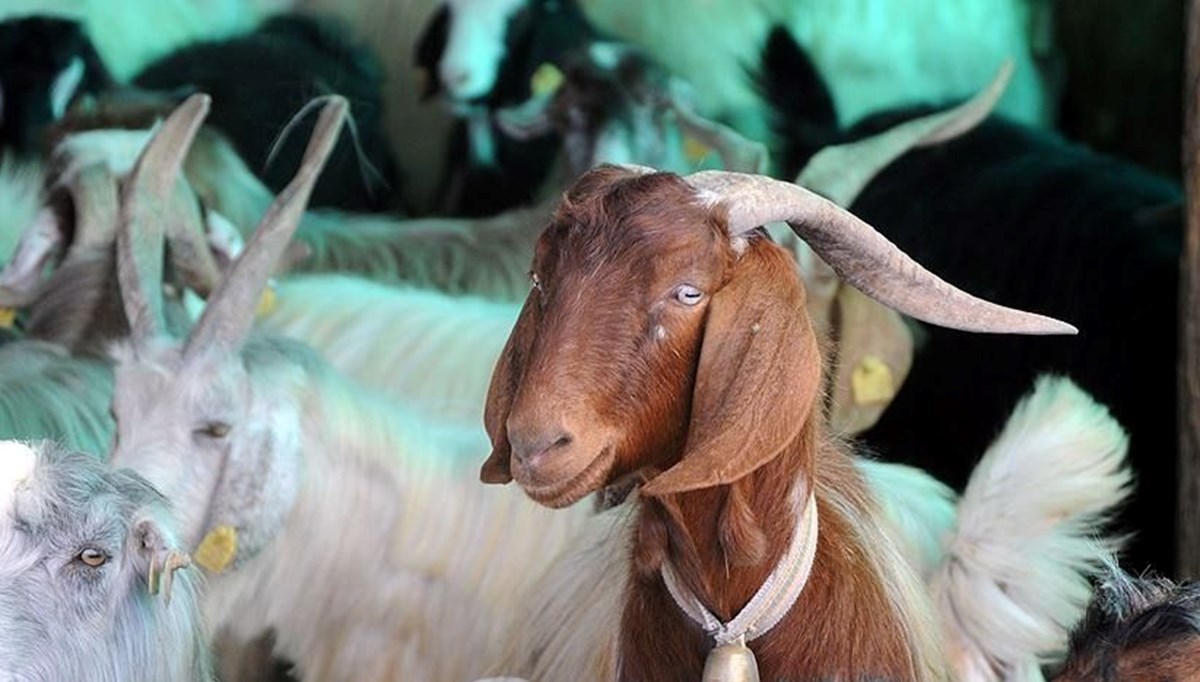 Kurban Bayramı tatili ne zaman başlayacak, kaç gün sürecek? (9 gün ihtimali üzerinden duruluyor)