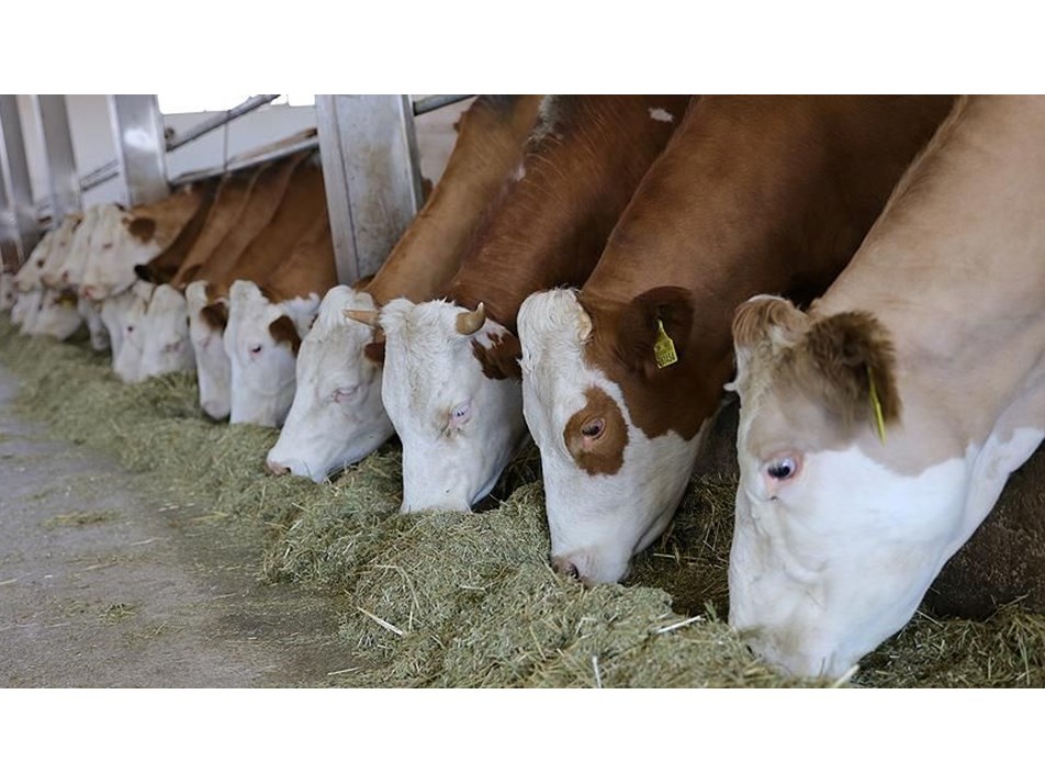 Hayvancılığa yeni destek modeli geliyor