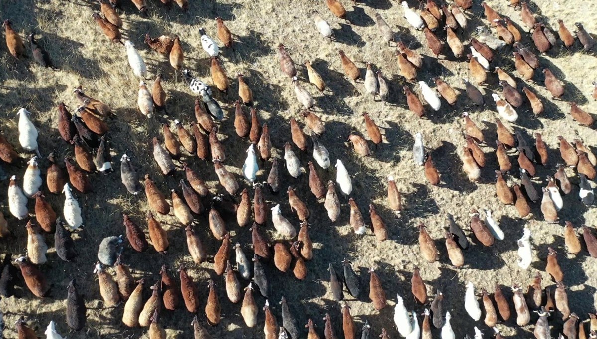 Erzurum'un hayvan varlığında düşüş | İkinci sıraya geriledi Erzurum'un hayvan varlığında düşüş | İkinci sıraya geriledi