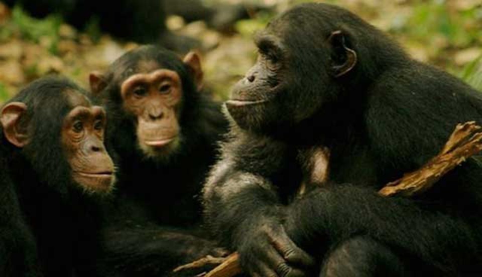 Şempanzenin 'aşk dili' çözüldü - 1
