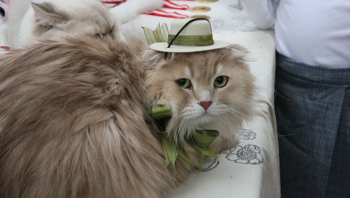 Tokat'ta kedi güzellik yarışması