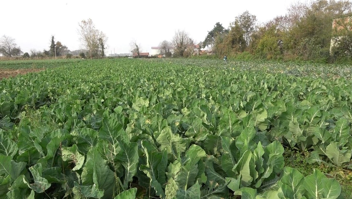 Kemikleri güçlendirip sindirimi düzenliyor! Bafra Ovası'nda hasadı başladı: Kilosu 100 liradan satılıyor