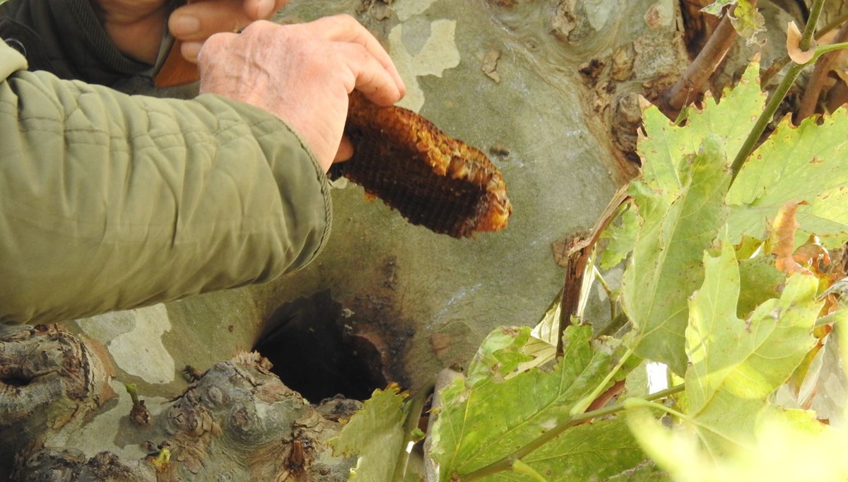 Kaçak koloni ağaç kavuğunda bulundu