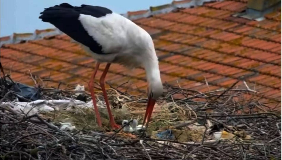 Yaren leyleğin iki yavrusu yumurtadan çıktı