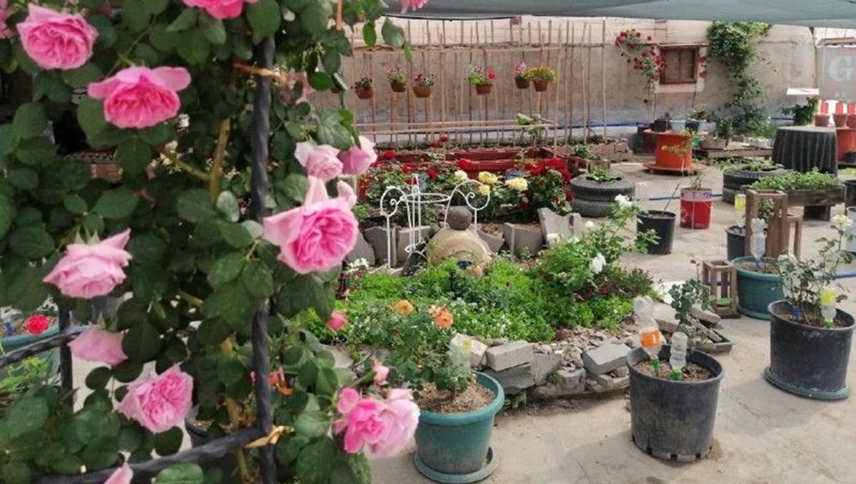 Dükkanının damında 100 çeşit bitki üretiyor