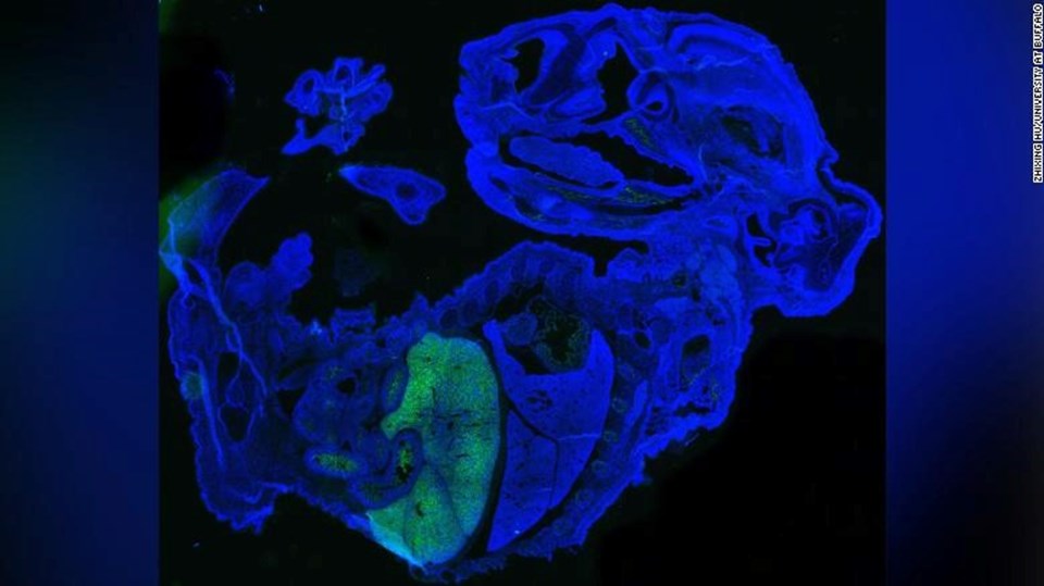 Fare hücresi (Mavi) insan hücreleri (yeşil)