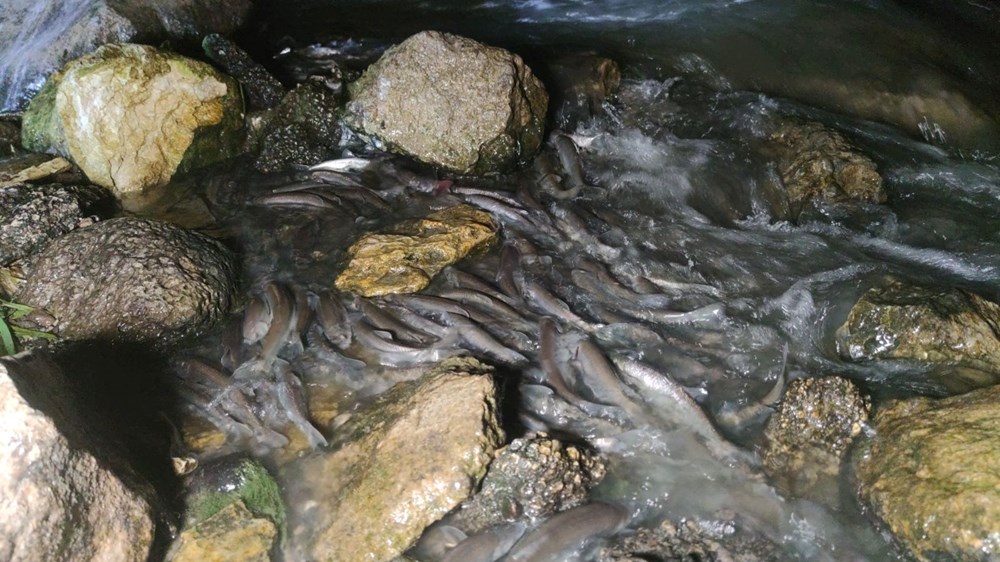 İnci kefalinin gece yolculuğu başladı - 4