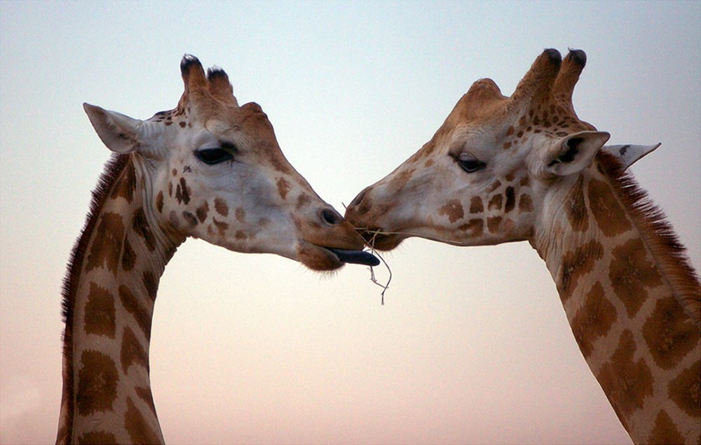 Animal couple. Любовь животных. Влюбленные Жирафы. Поцелуй жирафа. Жираф поцелуй.