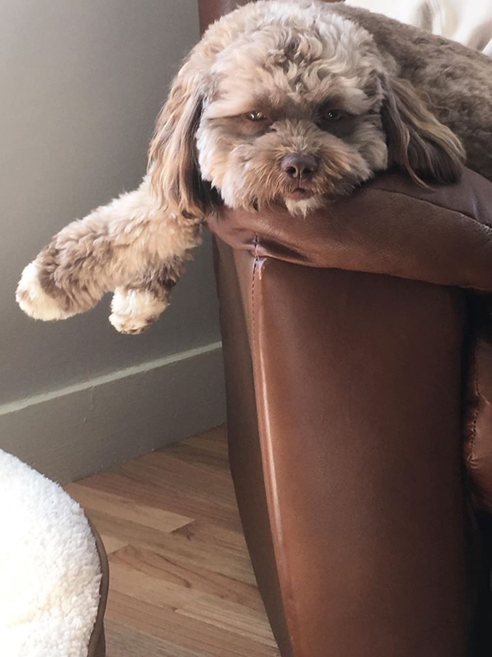 yeni fenomeni İnsan yüzlü köpek "Yogi" Magazin Haberleri