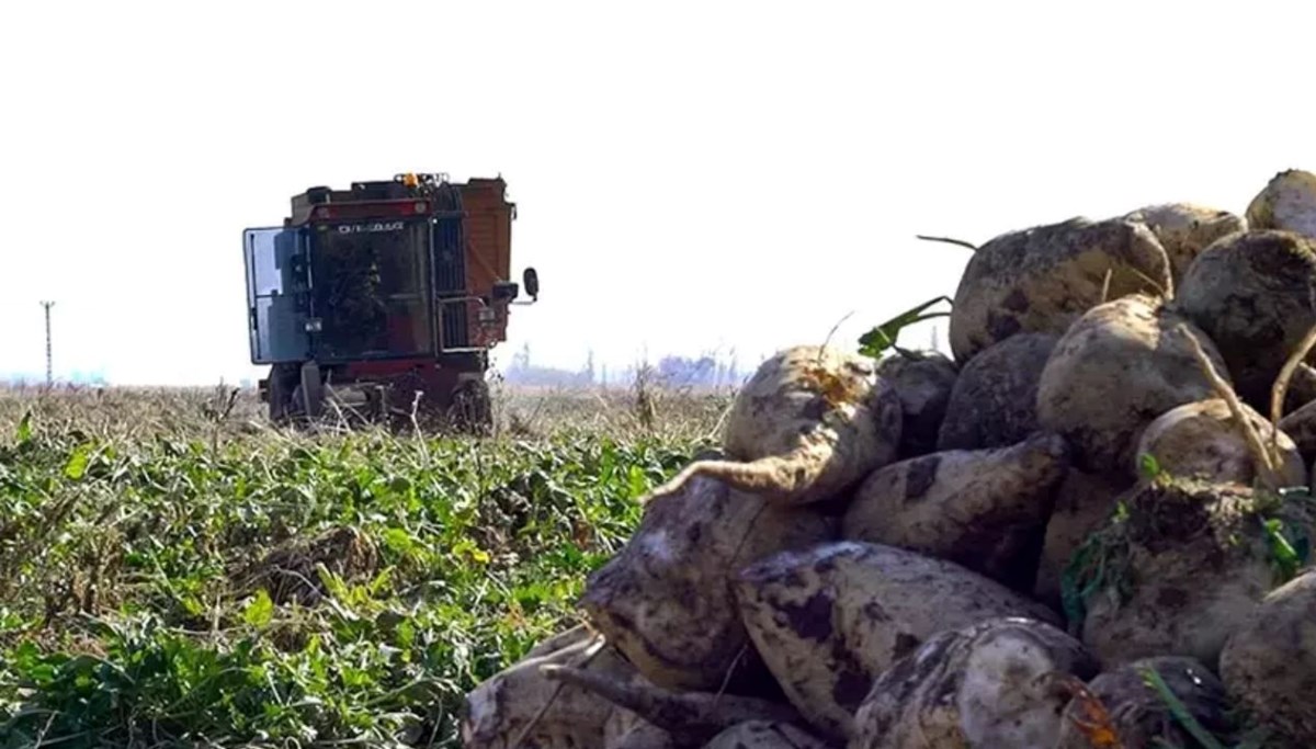 Şeker pancarı alım fiyatı belli oldu