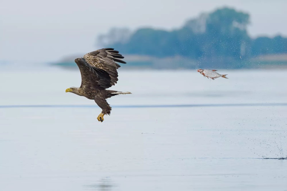 Komedi Vahşi Yaşam Fotoğrafçılığı Ödülleri kazananı belli oldu - 5