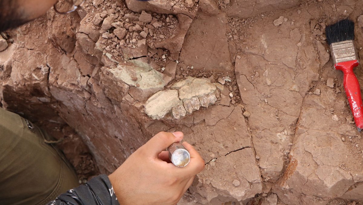 'Çankırı'nın Jurassic Park'ında kazılar başladı: 9 milyon yıl öncesine ait hayvan fosilleri bulundu
