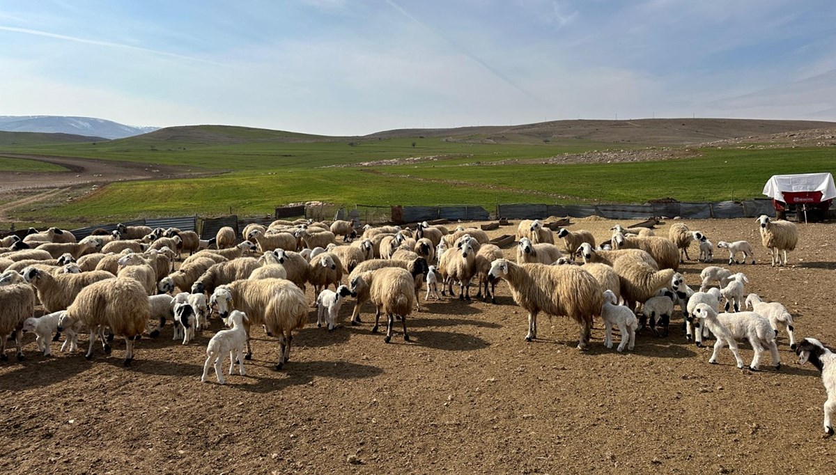 Tunceli’nin Pertek ilçesinde şap karantinası: 114 hayvan öldü