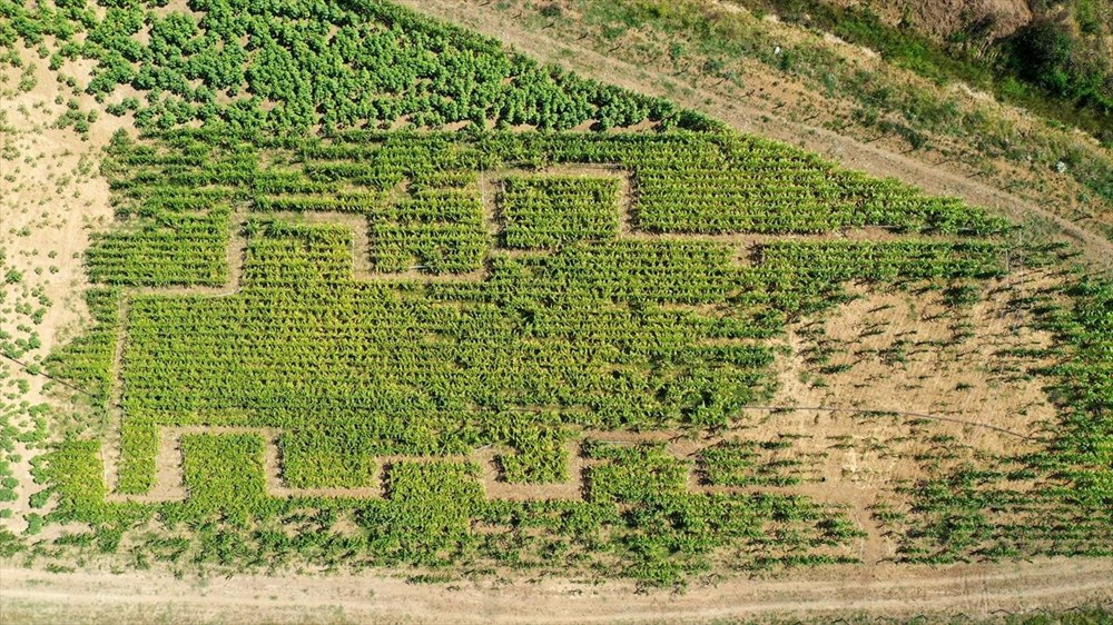 T�rkiye'nin ilk 'm�s�r labirenti'