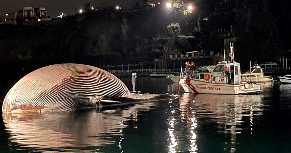 İtalya'da 70 ton ağırlığında ölü balina bulundu - 1