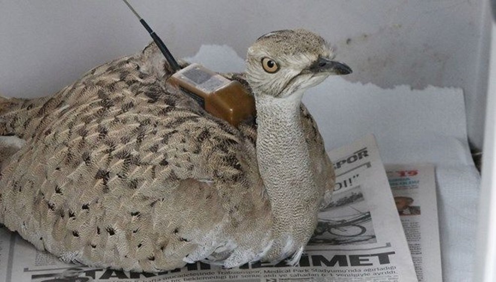 7 yıl sonra Trabzon'da görülen yakalı toy kuşunu avcılar vurdu - 7