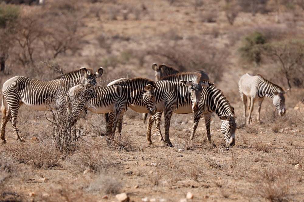 Kenya'da son 40 yılın en şiddetli kuraklığı: Nesli tükenmekte olan hayvanlar art arda ölüyor - 6
