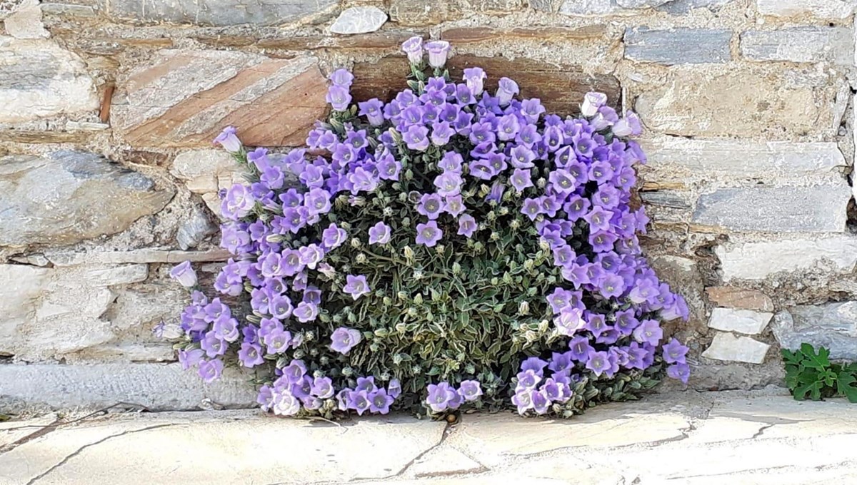 Tüylü çan çiçeğini koparmanın cezası 73 bin 747 TL