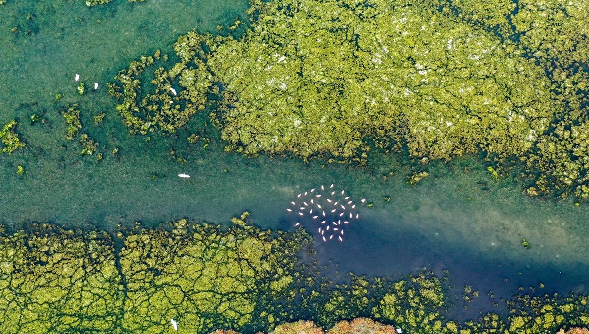 Deniz yosunu İzmir Körfezi'nde yeniden yayılıyor