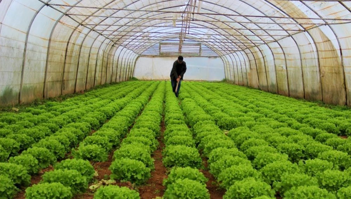 Serada erken hasat fiyatı düşürdü