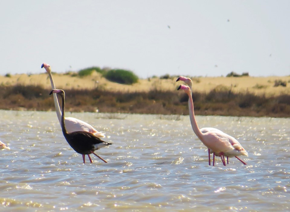 En son 3 yıl önce görüntülenen siyah flamingo tekrar Türkiye'de - 2