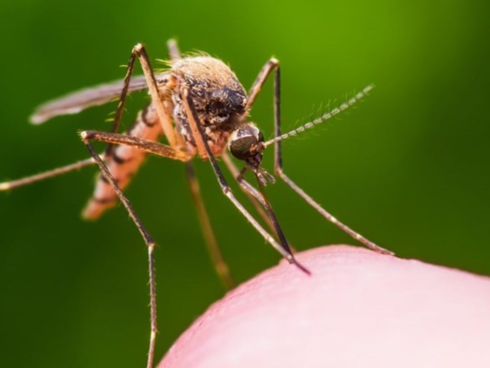 Aşısı bulunmayan Batı Nil Virüsü için, sivsineklere karşı korunulması öneriliyor. 