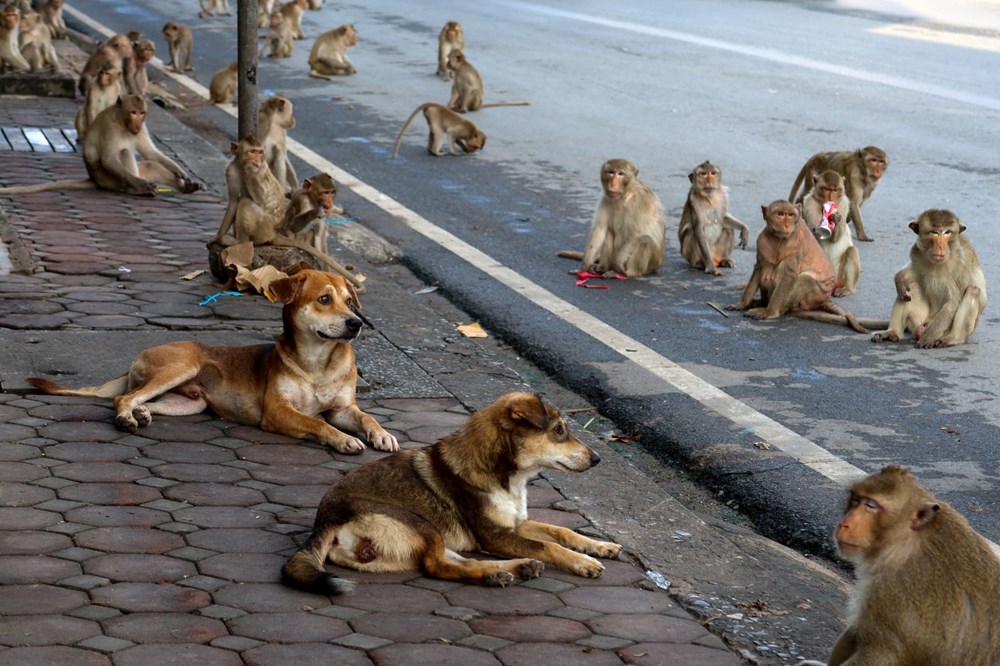 Tayland'da maymunlara açık büfe ziyafeti: Binlerce ton gıda saniyeler içinde bitti - 3