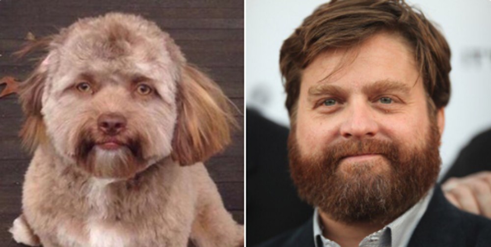 yeni fenomeni İnsan yüzlü köpek &quot;Yogi&quot; Magazin Haberleri