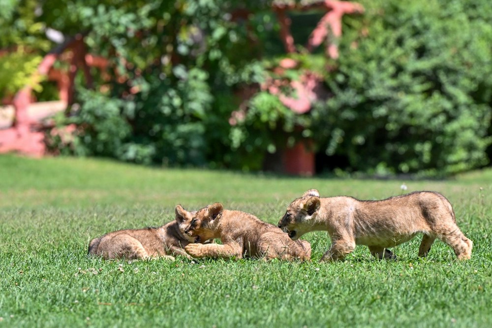 Erdoğan'ın aslanlarına isim aranıyor: Anketle belirlenecek - 2