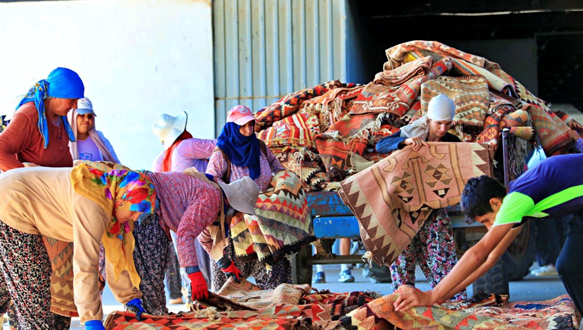 Güneşin altında pastel rengine kavuşuyor: Halı tarlasında hasat Güneşin altında pastel rengine kavuşuyor: Halı tarlasında hasat